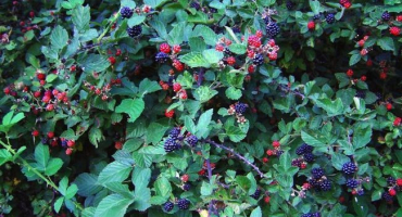 Jaké keře s minimální péčí dají dobrou sklizeň?